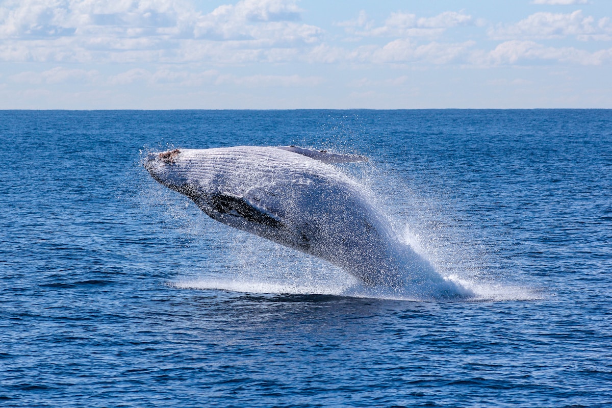 Humpback Whale Swims Farther Than Ever Before - 15,000 Kilometers!