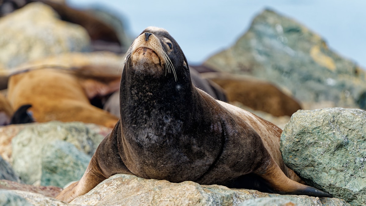 Magnus the Famous Walrus Says Goodbye to Scotland!