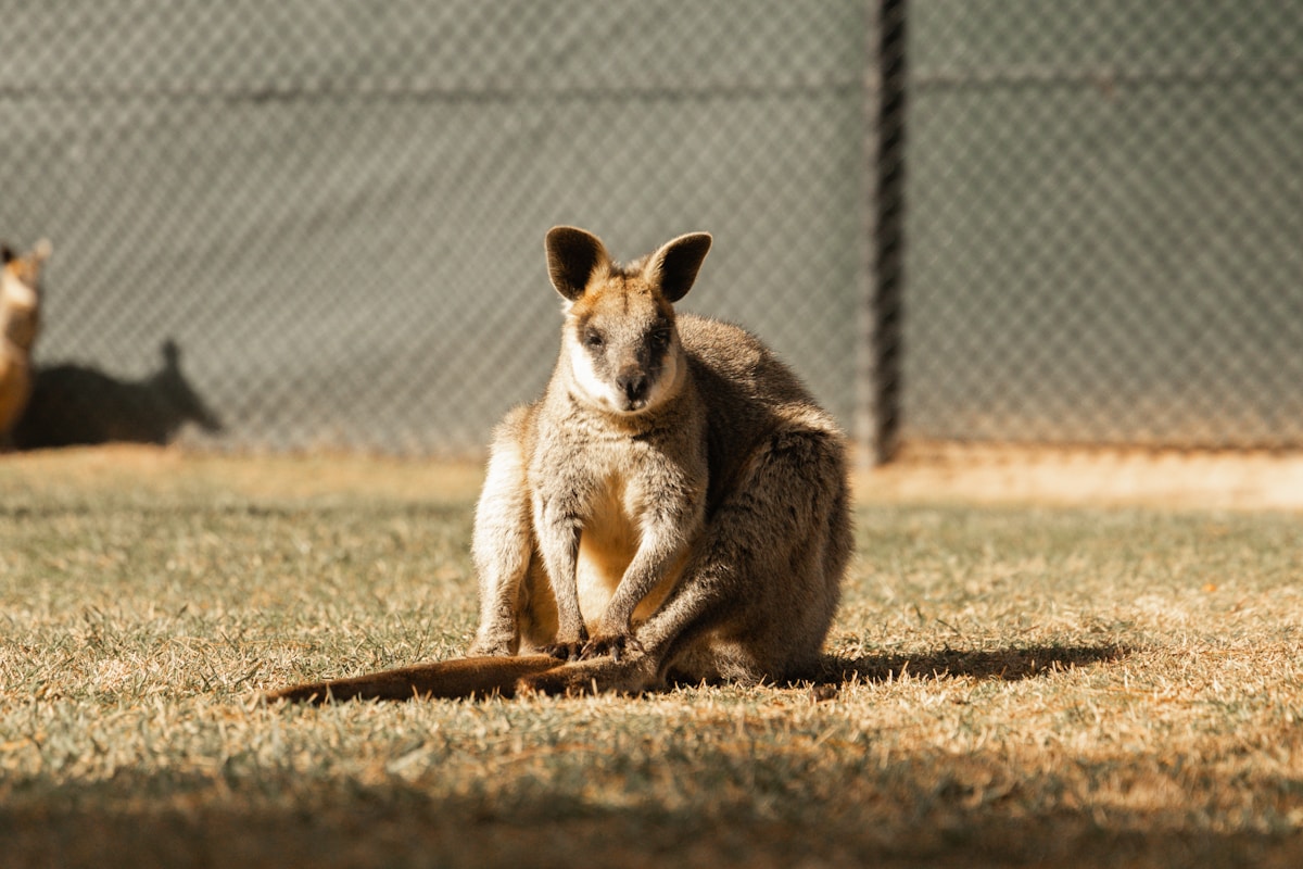 Poop DNA Saves World's Rarest Marsupial from Extinction
