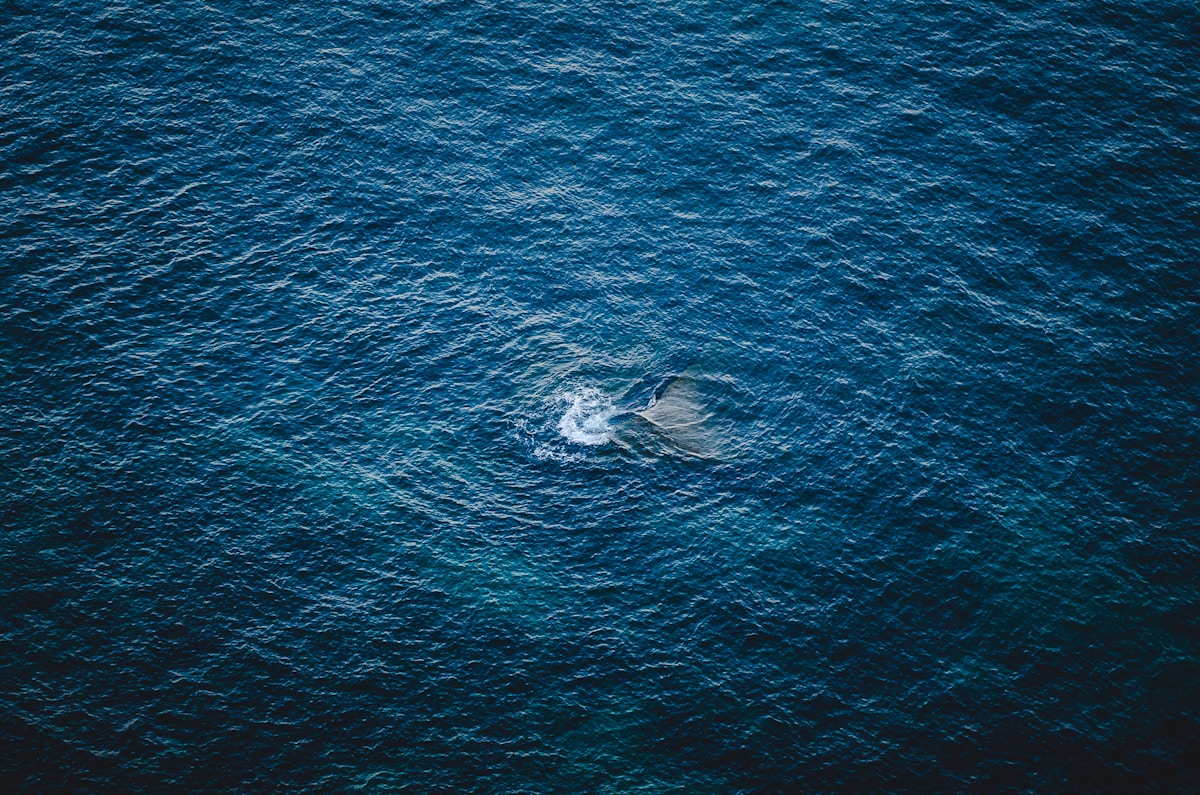 Scientists Find a Way to Trap Light in Magical Narwhal-Shaped Waves!