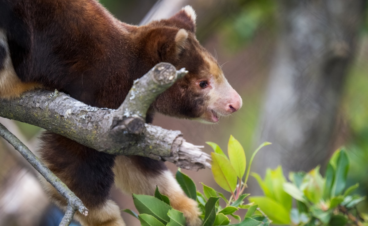 Tree Kangaroos Win Crunch Contest for Noisiest Eating Ever!