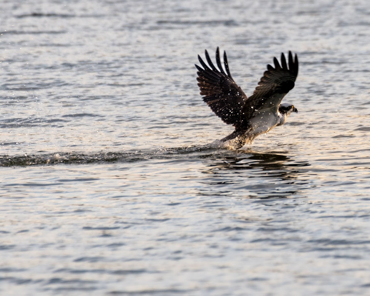 UK's Fish-Hunting Birds Could Break An Amazing Record This Year!