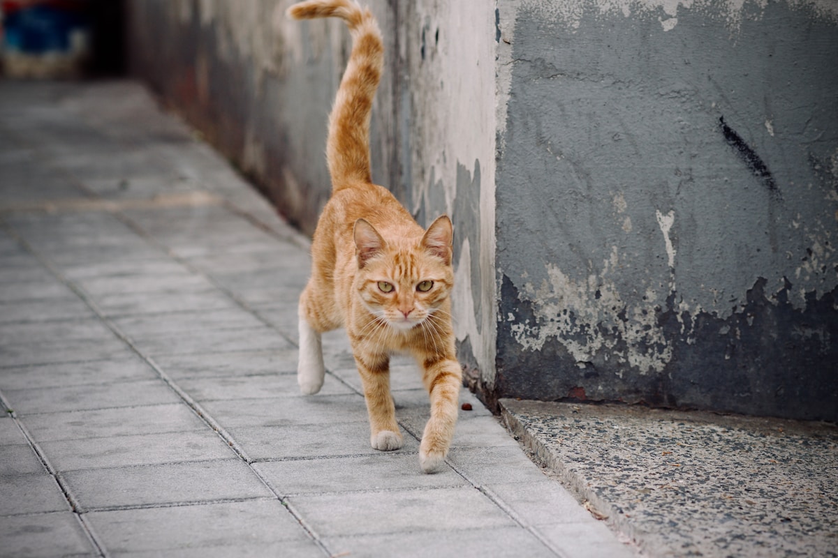 A Supermarket Cat Just Got His Own Book!