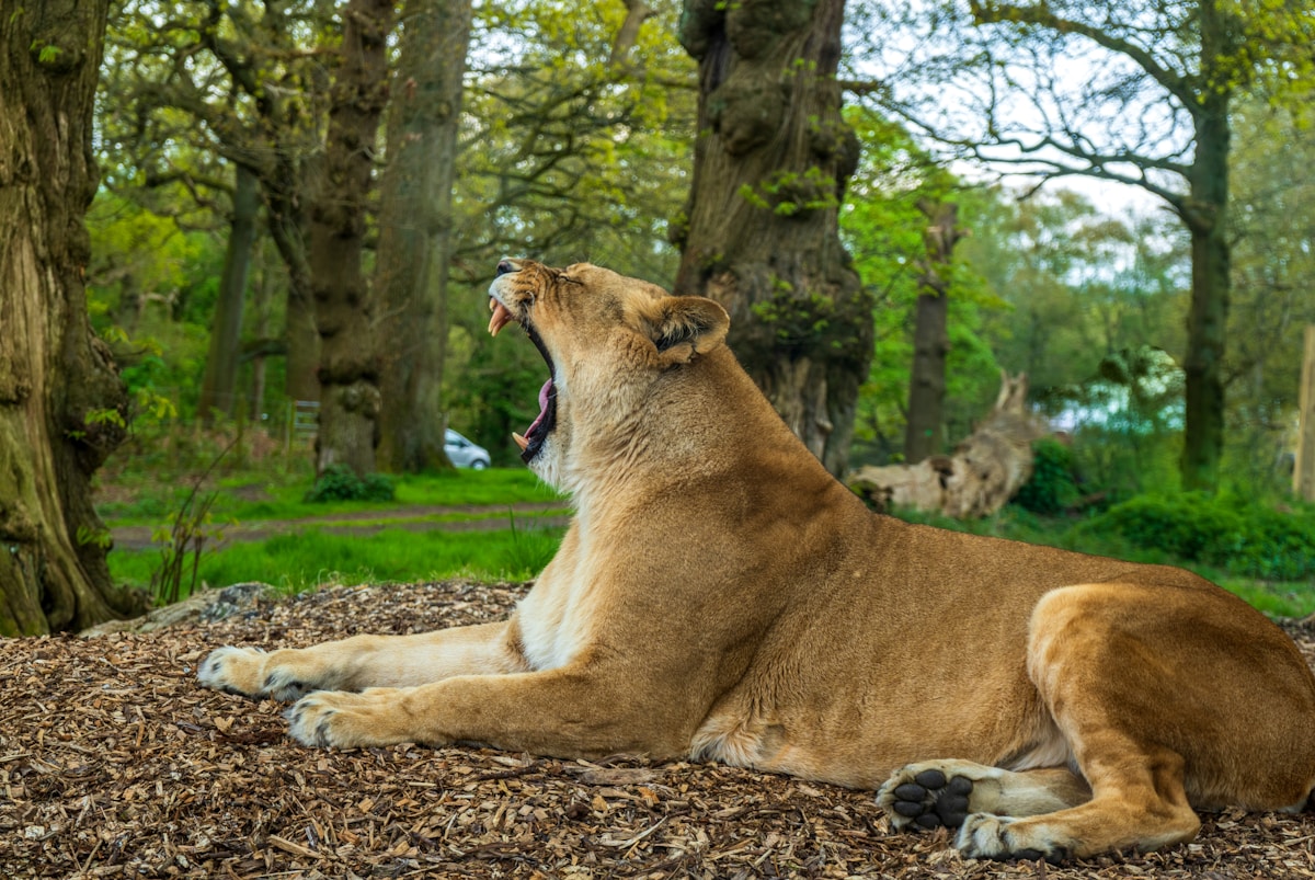 Inside the Secret World of Safari Park Lions on Their Birthday!
