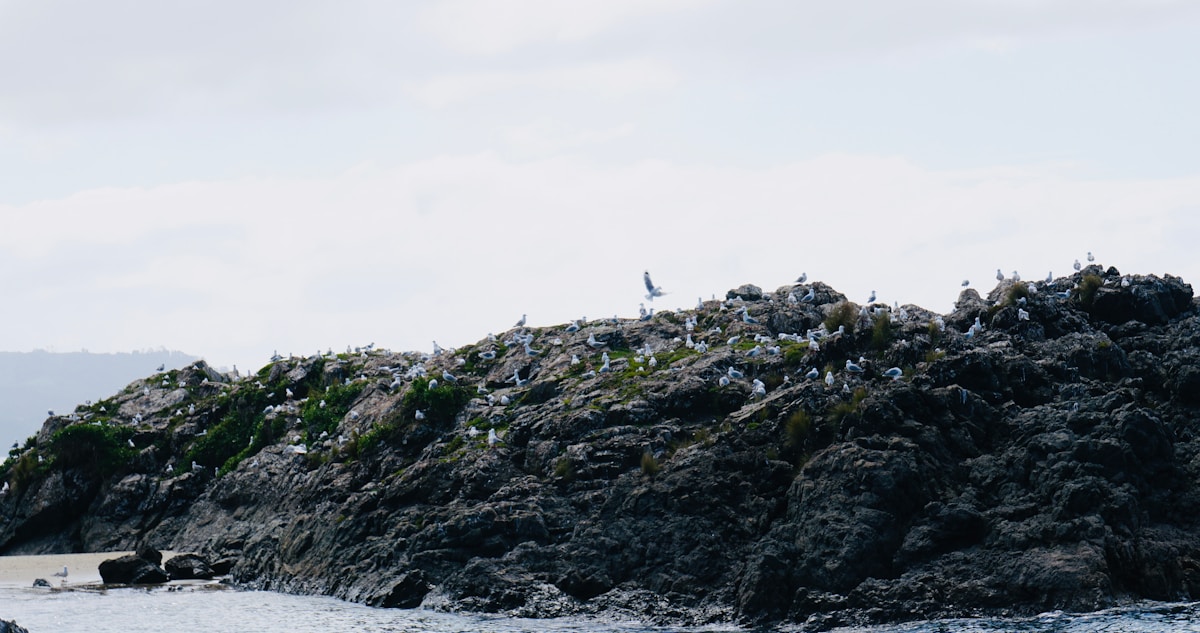 Plastic Puffins Trick Real Birds Into Coming Home!