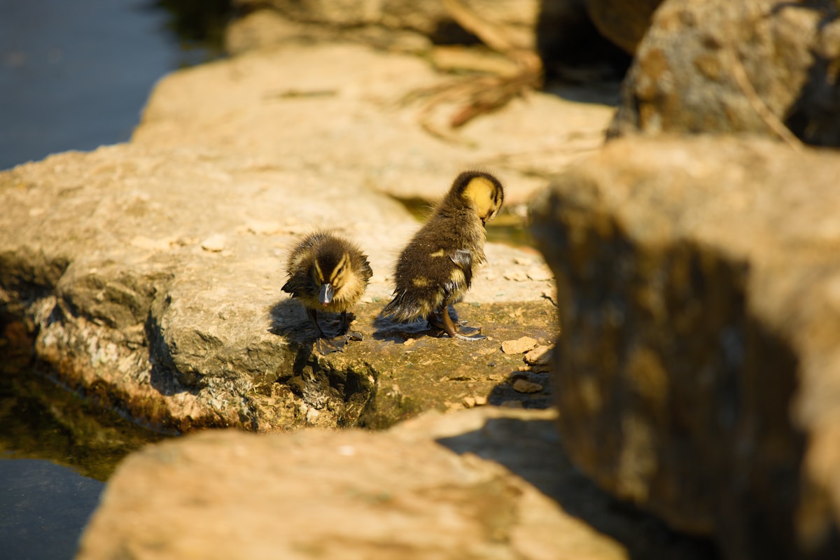 Rock Star Penguins Arrive at UK Safari Park!