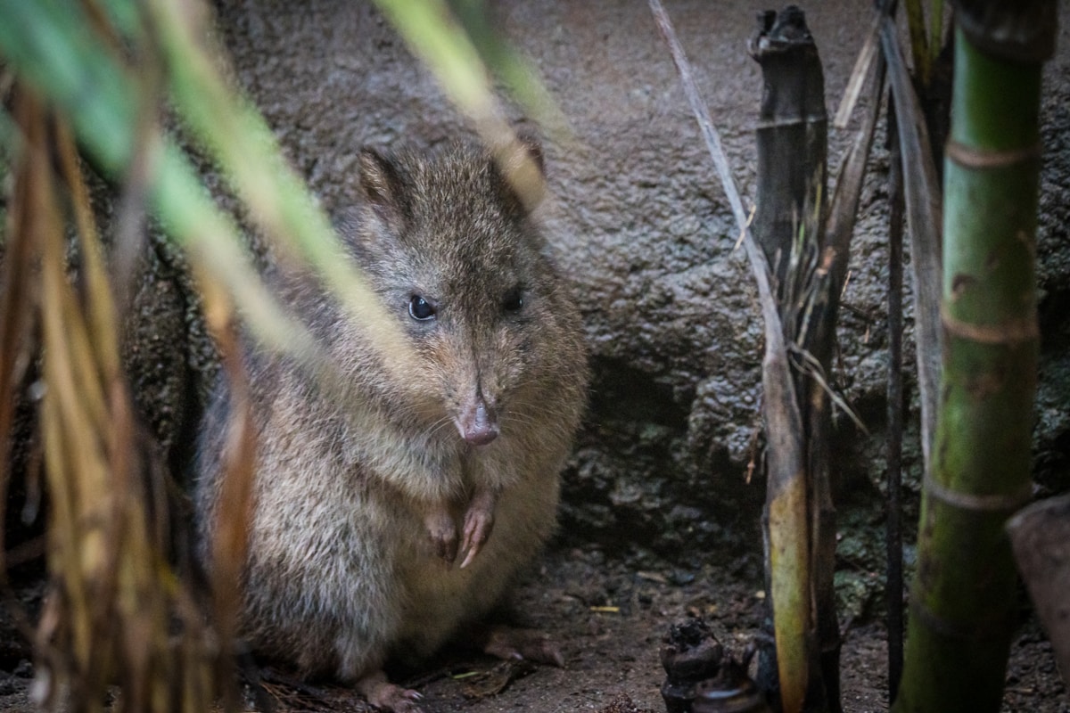 Say Hello to Womble! A Rare Baby Aardvark Born at Chester Zoo