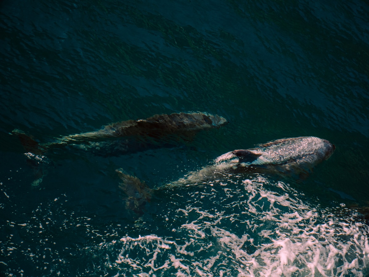 First-Ever Video of a Baby Sperm Whale Being Born!