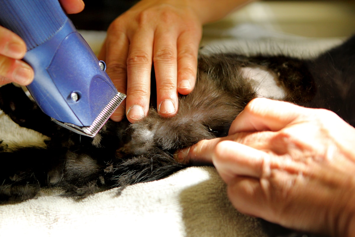 House Cats Could Help Cure Cancer in Humans!