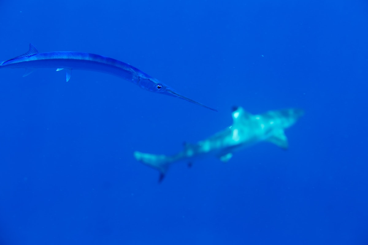 This Amazing Invention Could Save Millions of Sharks Every Year!