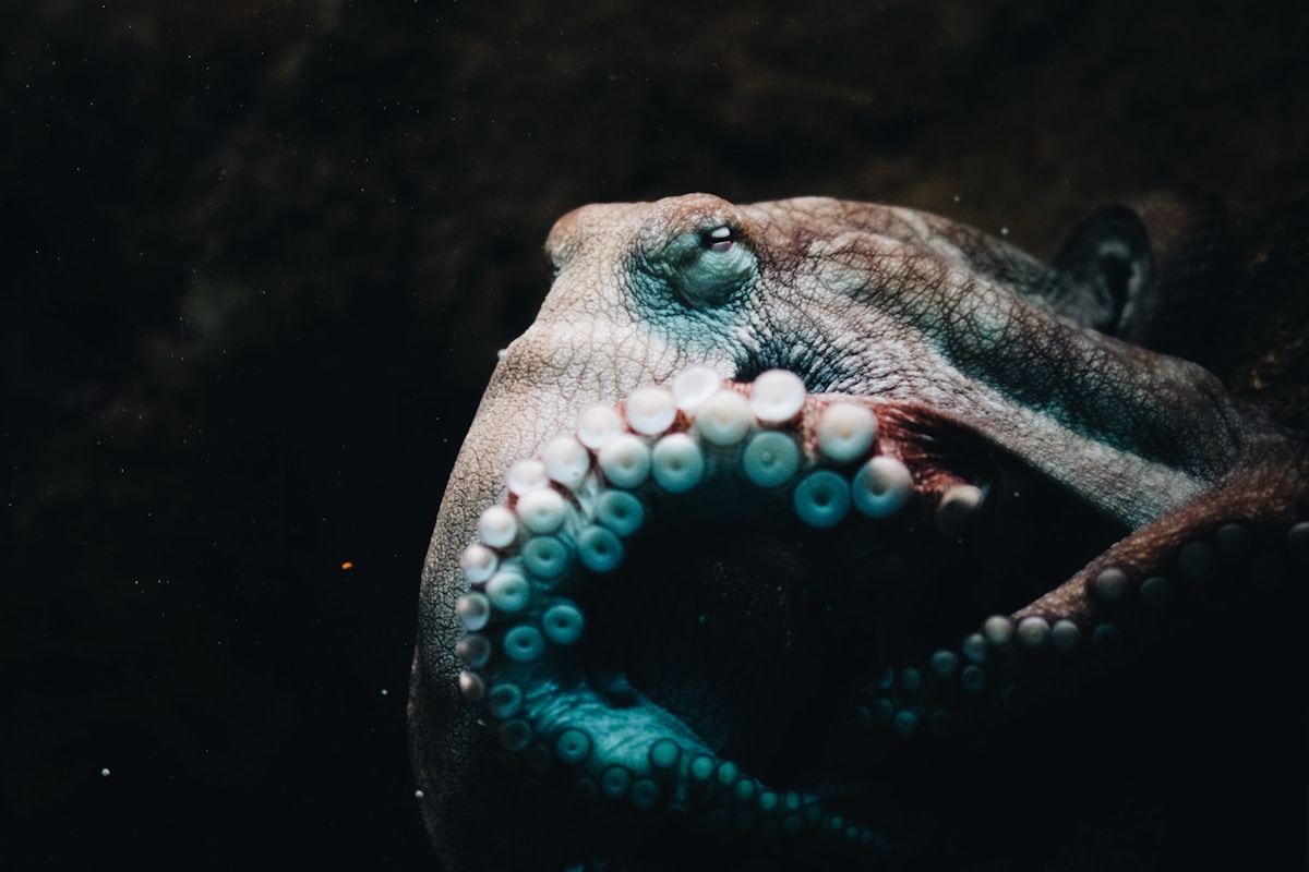 Tiny Blue Octopus Discovered Deep Under the Galápagos!