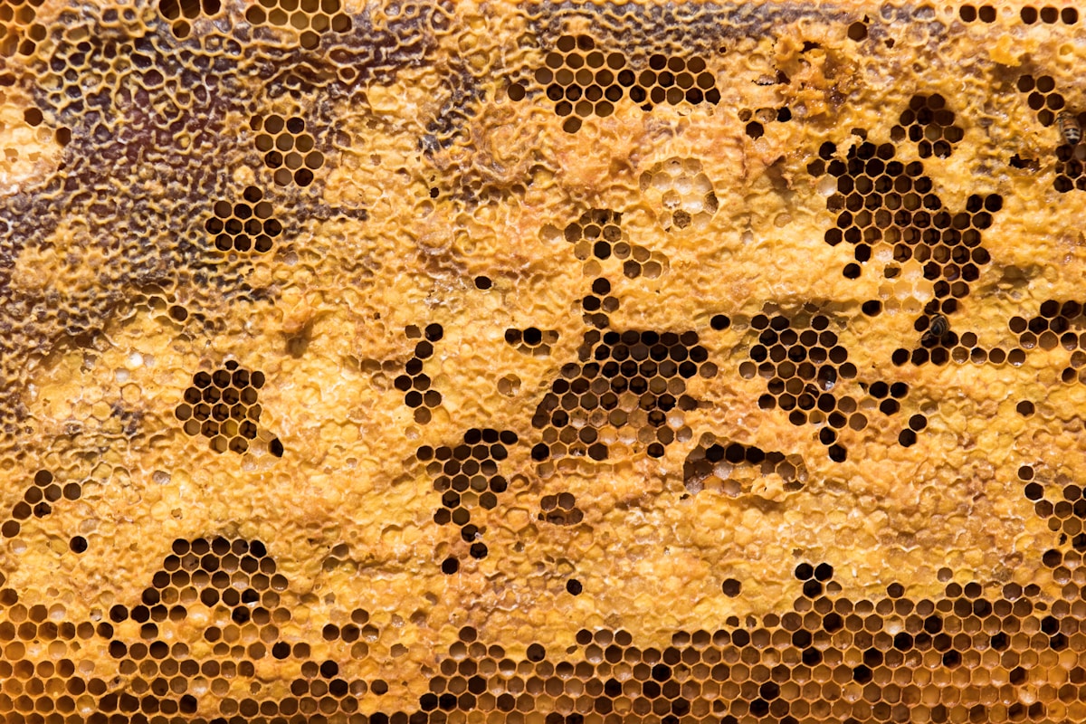 Queen Wasp Vanishes! Colony Explodes in Battle—But Secret Heroes Save the Day