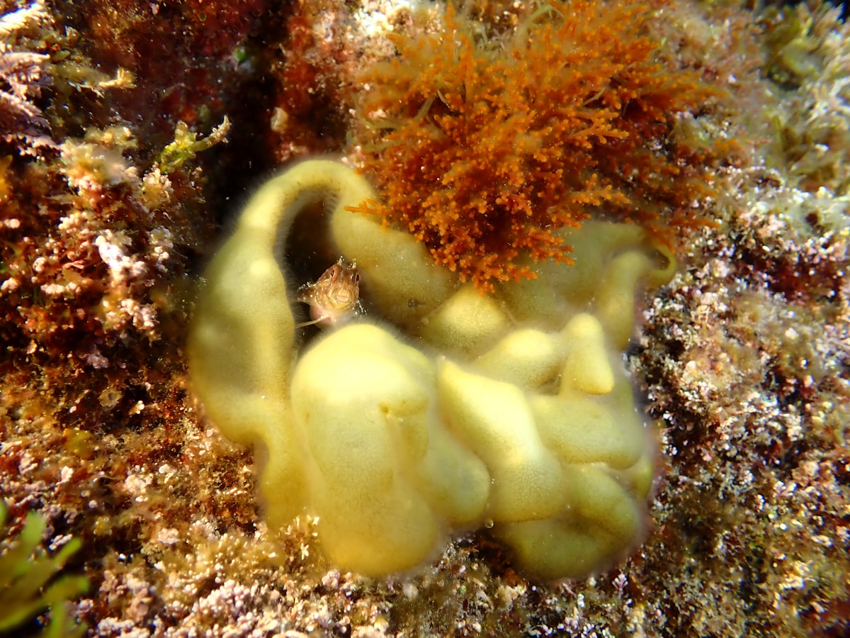 Tiny Sea Slug Smaller Than a Sesame Seed Is Actually a Brand New Species!