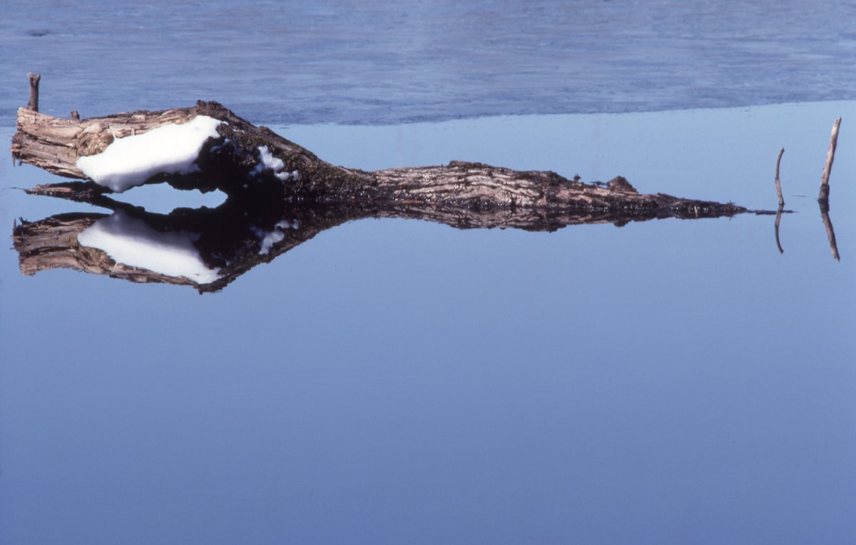 Lost Crocodiles Found! DNA Solves 250-Year Mystery