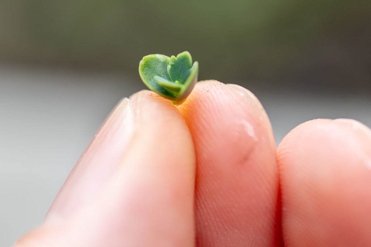 Meet the Leaf Sheep: A Tiny Green Animal That Looks Like a Cute Sheep!