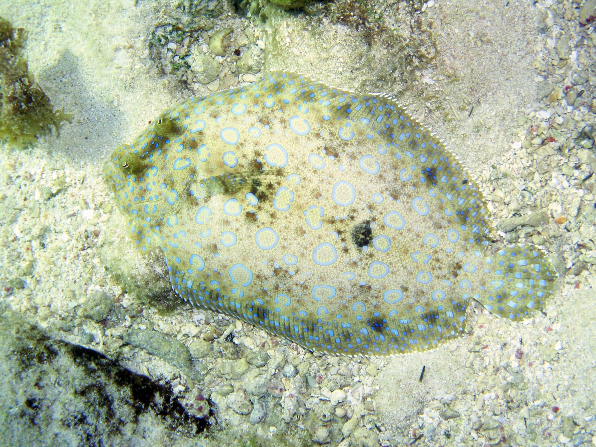 Meet the Tiniest Sea Slug Ever – It's See-Through with Polka Dots!