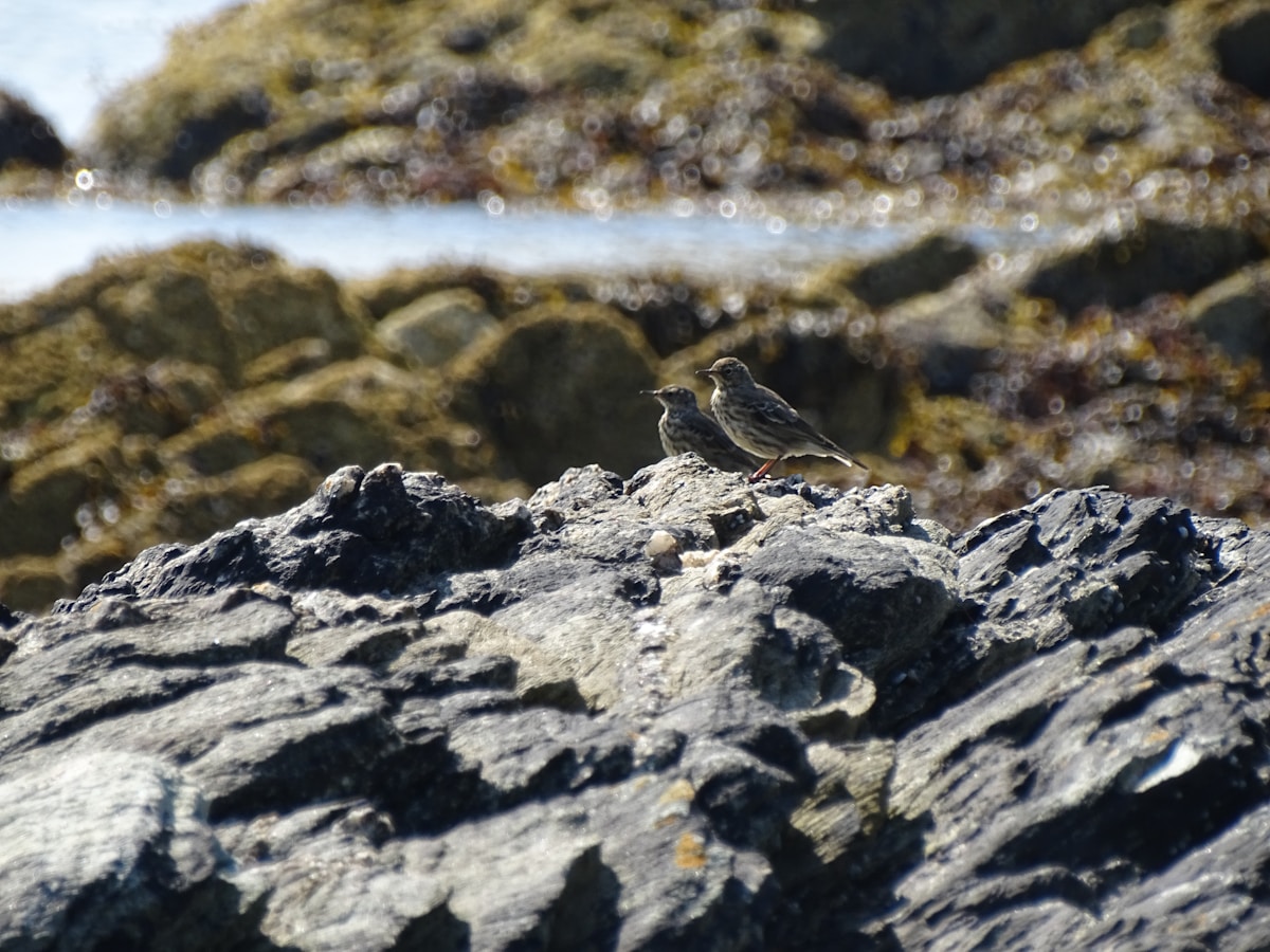 Tiny Island Birds Growing HUGE and Becoming New Species!