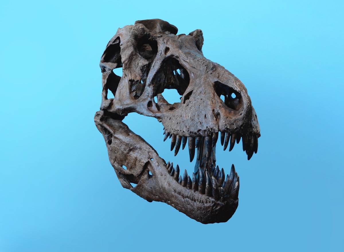 Meet Tylosaurus rex: The T-Rex of the Ancient Ocean!