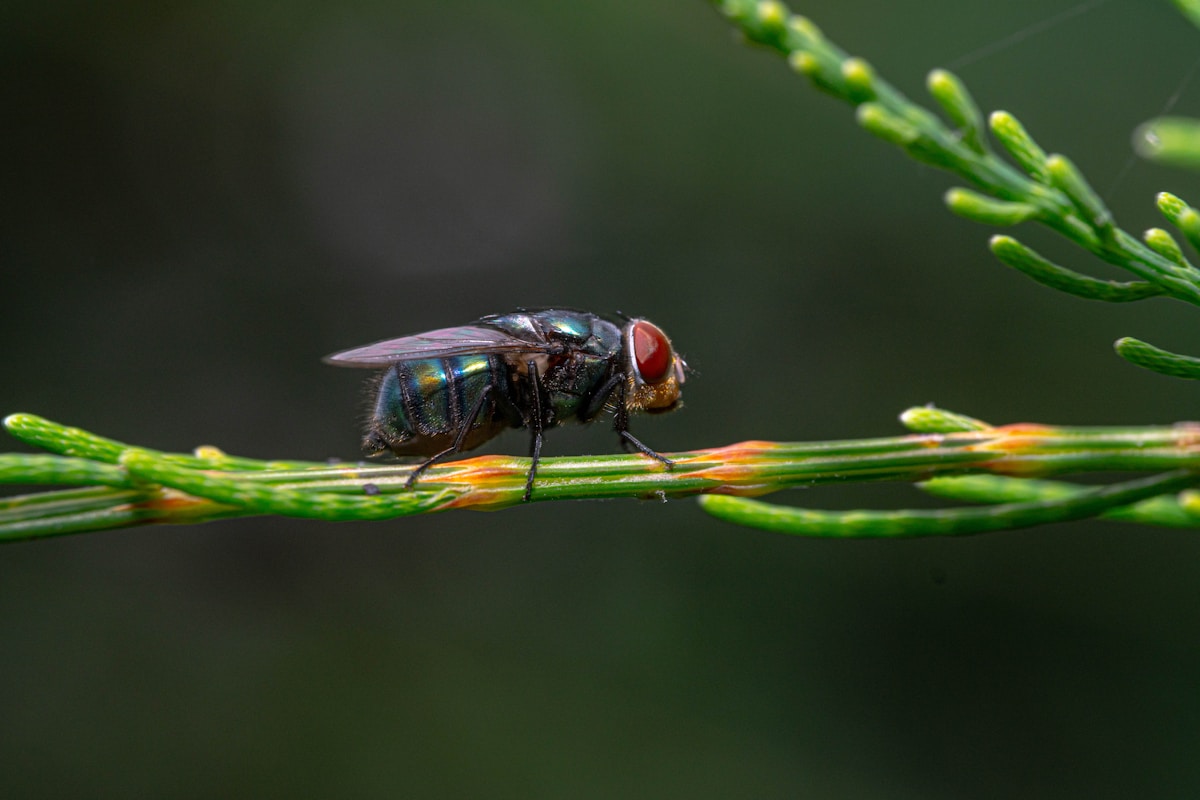 A Wasp Named After a Famous Race Car Driver!