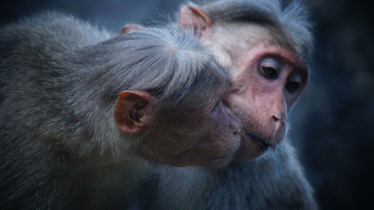 Chimpanzees and Bonobos Have Best Friends Just Like You!