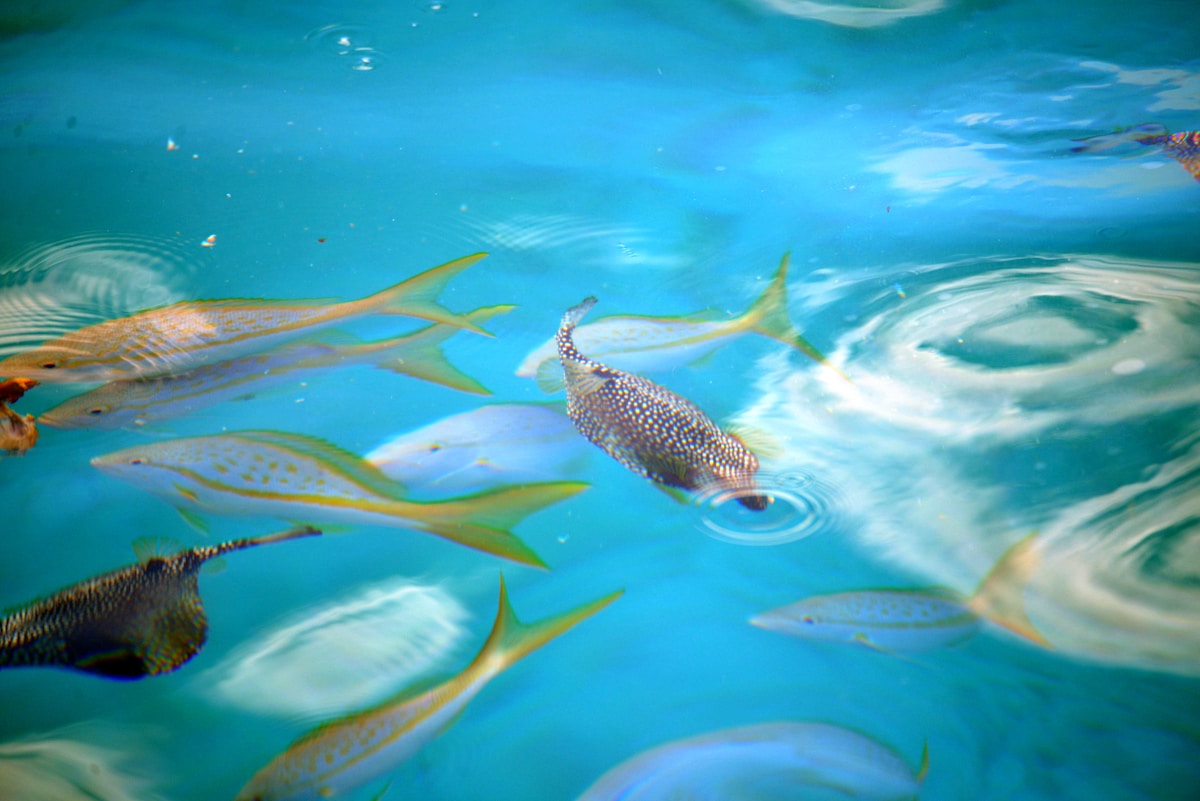 Tiny Bugs Inside Fish Are Secretly Saving Our Oceans!