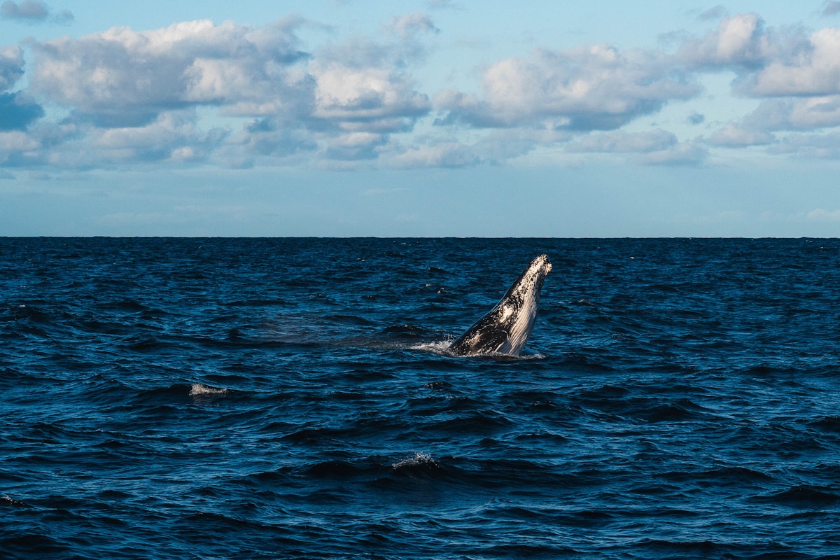 Amazing Moment: Whale Moms Help New Baby Take Its First Breath!