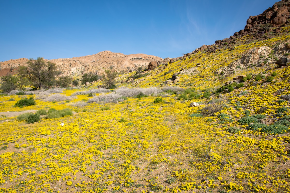 Desert Turns Into a Rainbow! Millions of Wildflowers Burst Into Bloom