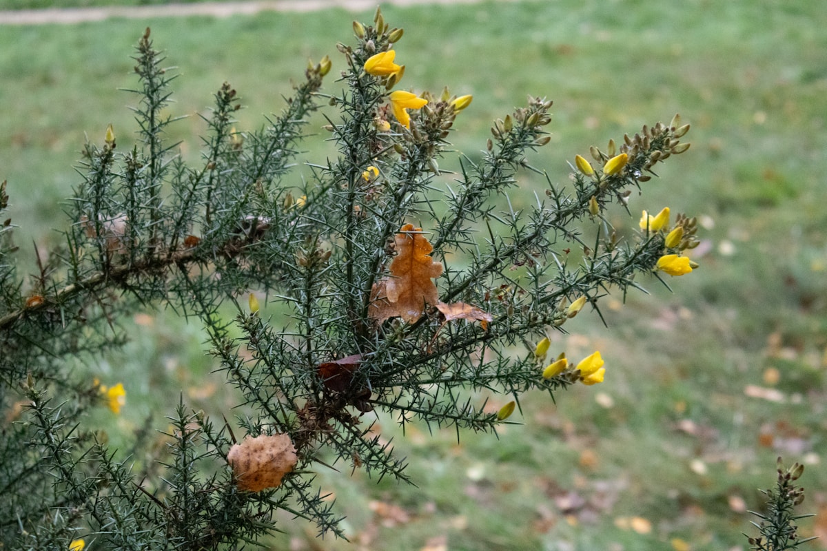 Tiny Bird Back from the Brink! Dartford Warblers Return to UK