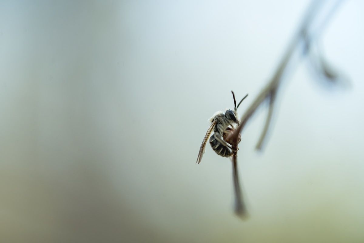 Blind Bug's Amazing Trade: This Fly Gives Up Its Eyes to Eat Better