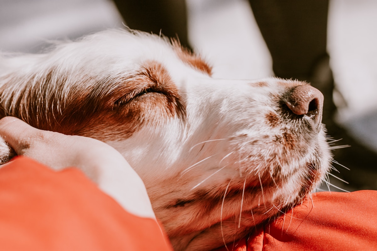 Dogs with a Superpower: Helping People Feel Better