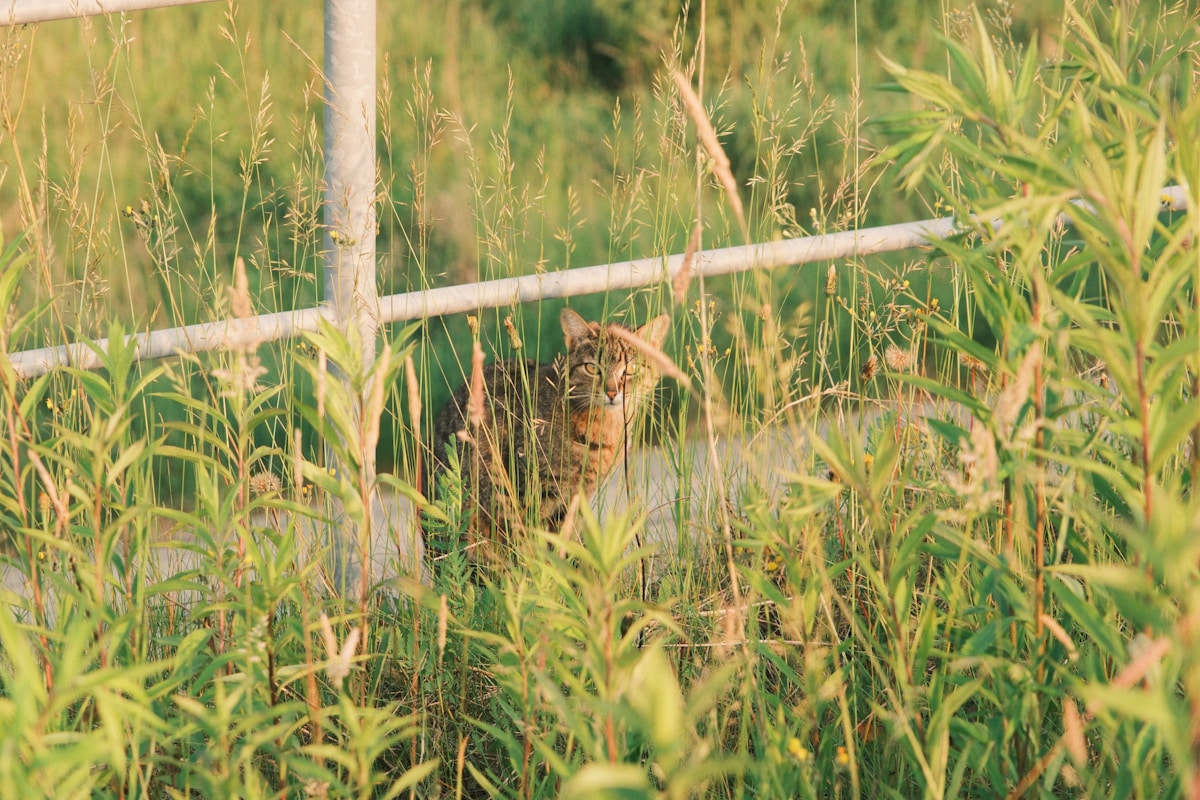 Villagers in Laos Are Bringing Back Deadly Crocodiles From the Edge of Extinctio