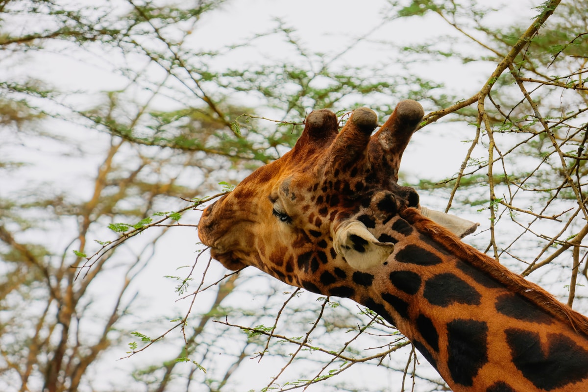 Giraffes Have Secret Superpowers You Never Knew About!