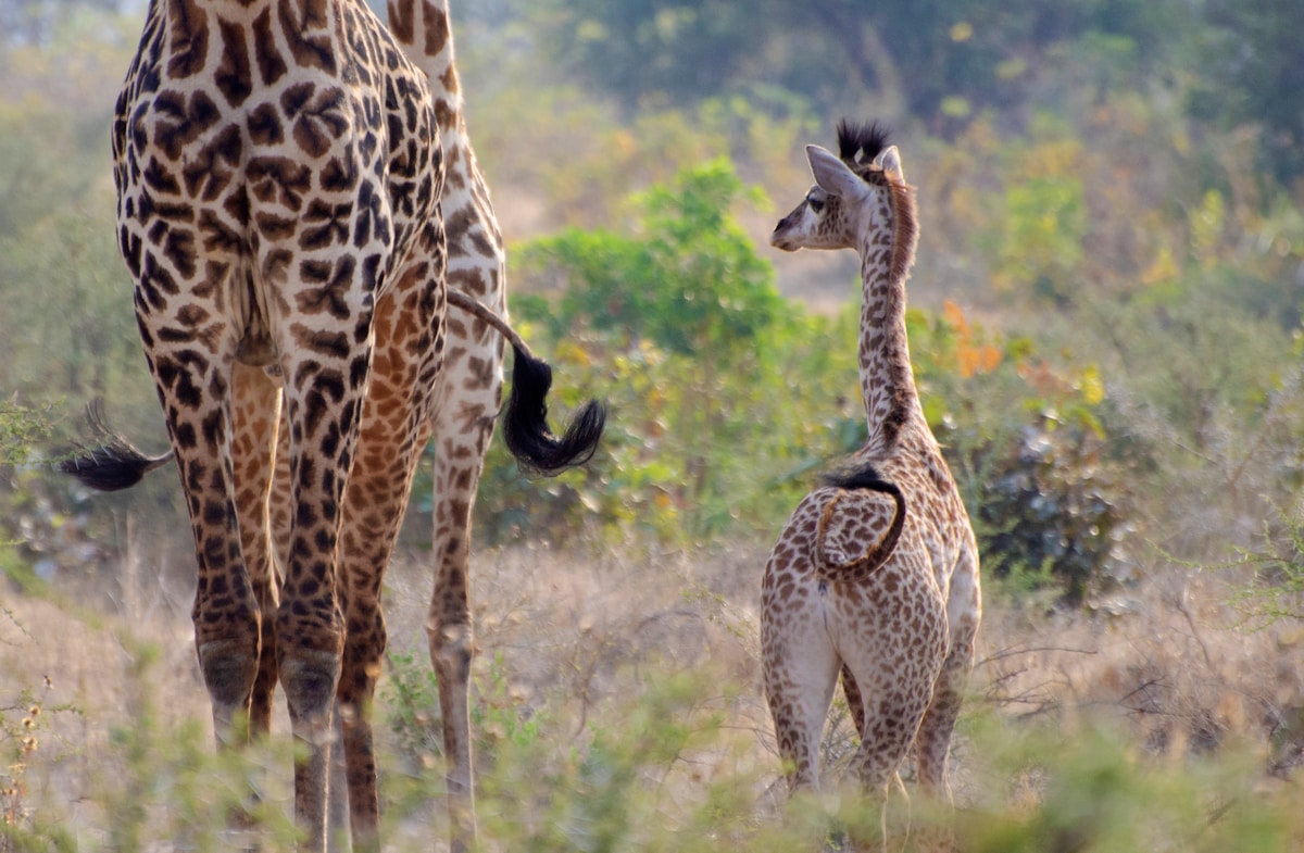 A Beautiful New Baby Giraffe Has Just Been Born at a UK Zoo!
