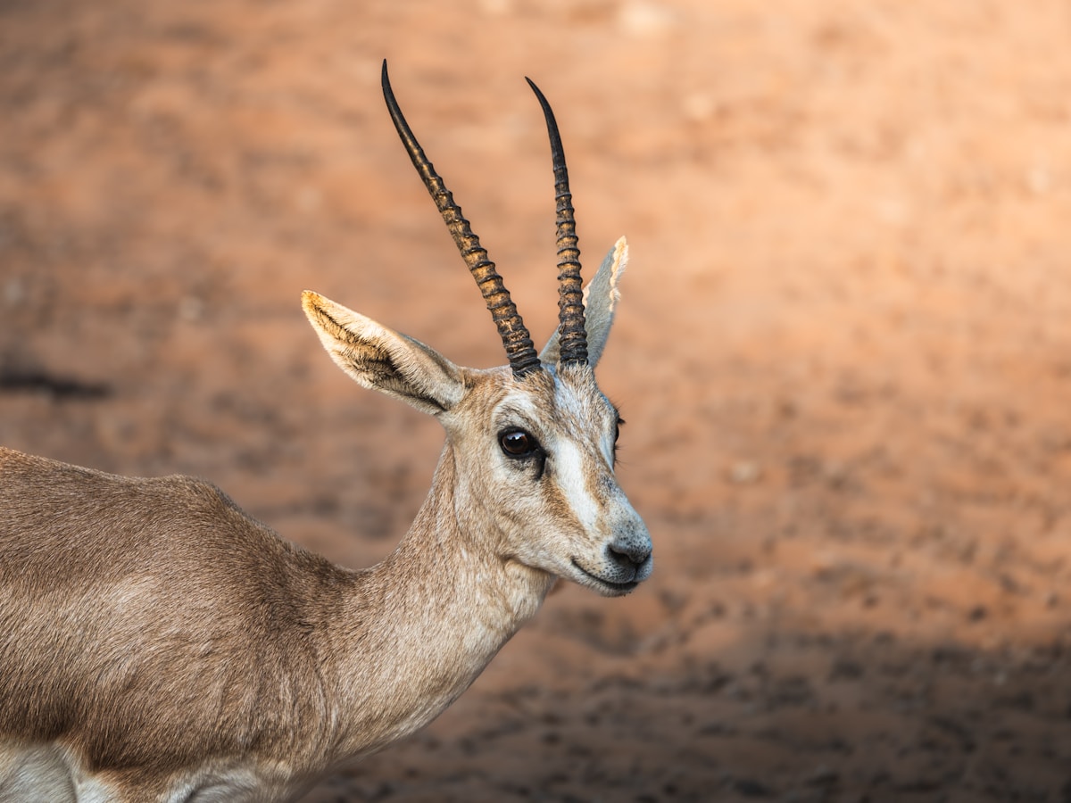 A Beautiful Safe Haven Just Opened for Rare Baby Gazelles in Iraq!