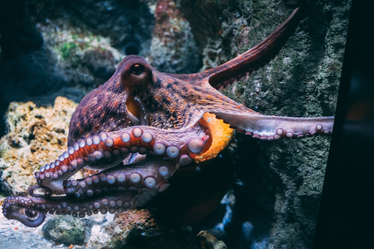 A Robotic Octopus Can Now Crawl, Swim, and Hitch a Ride!