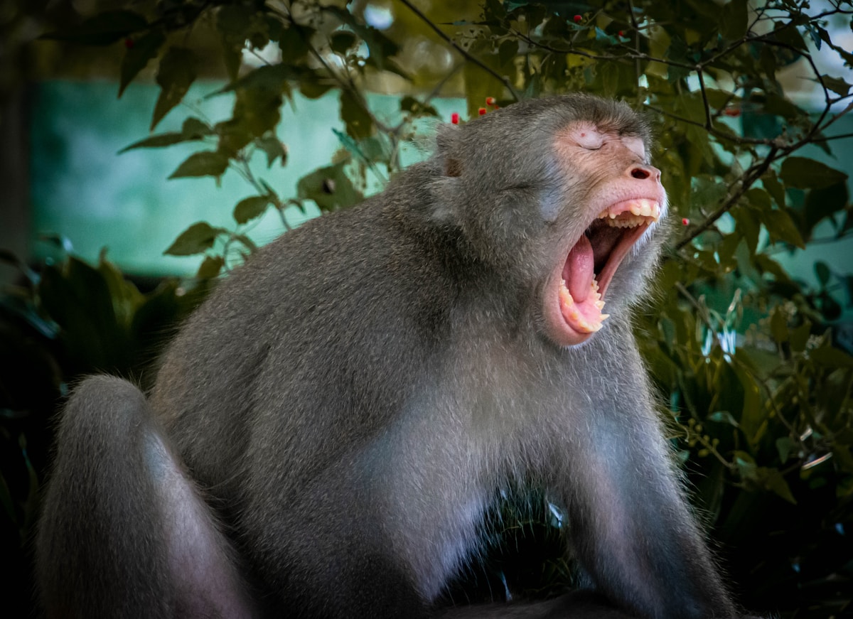 Apes and Humans Share the Exact Same Secret: We Giggle Alike!