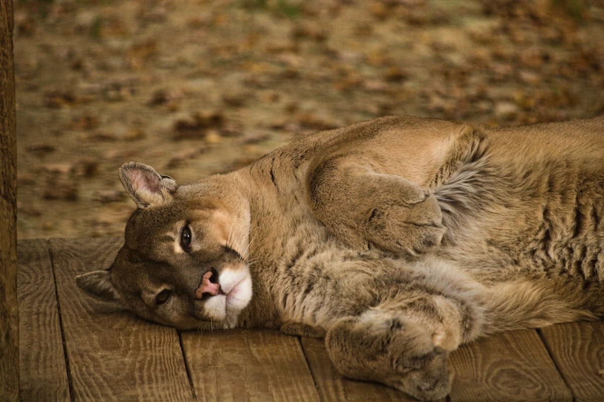 Baby Pumas Born in the Wild After 100 Years!