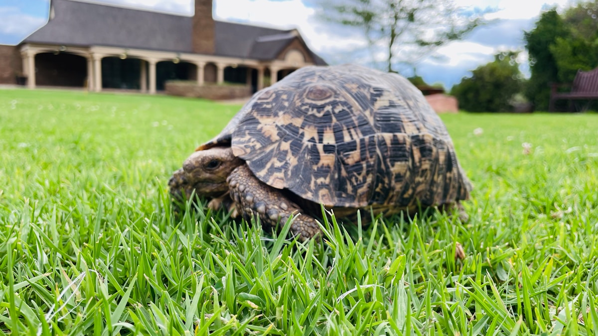 Cheeky Tortoises Are Breaking Out of Their Gardens to Go on Summer Adventures!