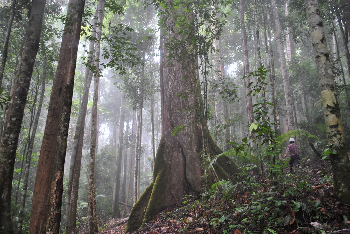 This Super-Size Jungle Tree Is the Ultimate Animal Toilet!