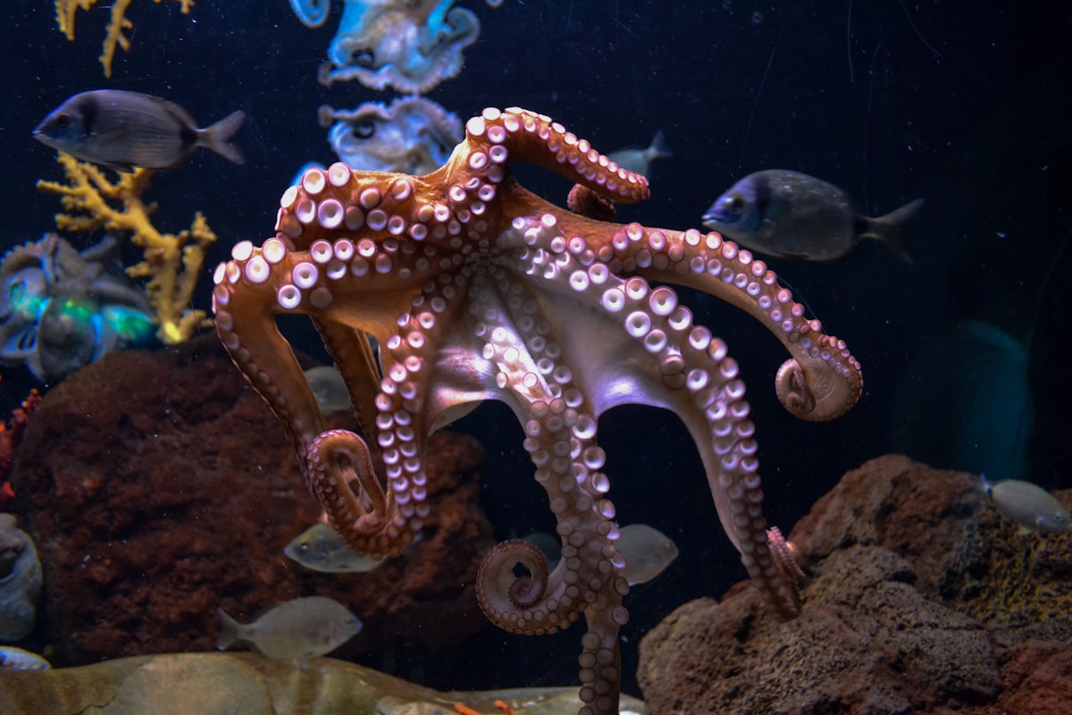 Giant School Bus-Sized Octopuses Ruled the Ancient Oceans!