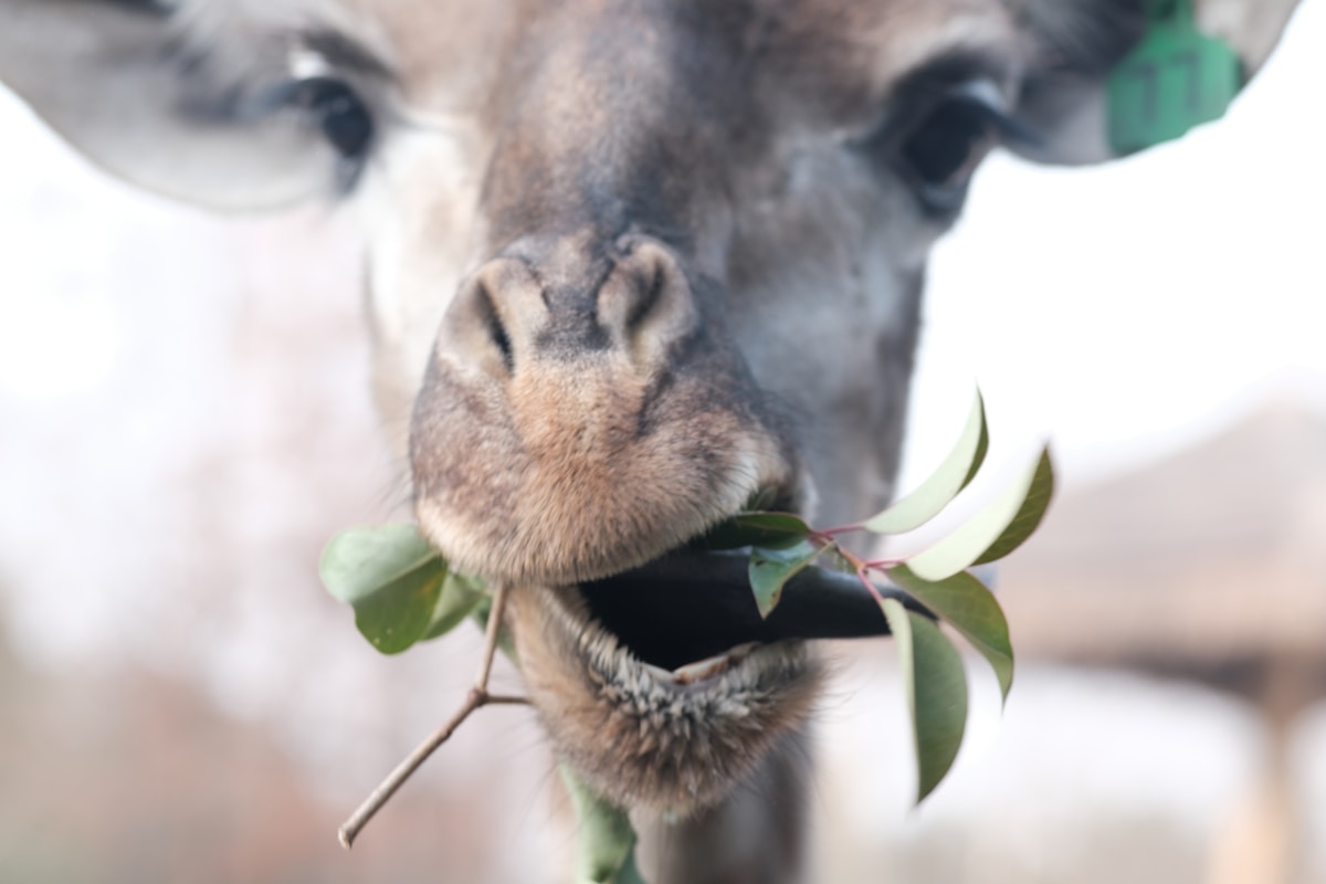 Giraffes Can Do Maths to Find Their Favourite Snacks!