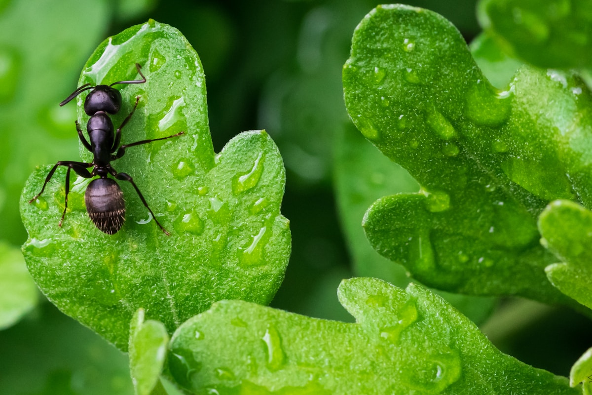 This Tiny Spring-Loaded Spider Flings Ants Through the Air!
