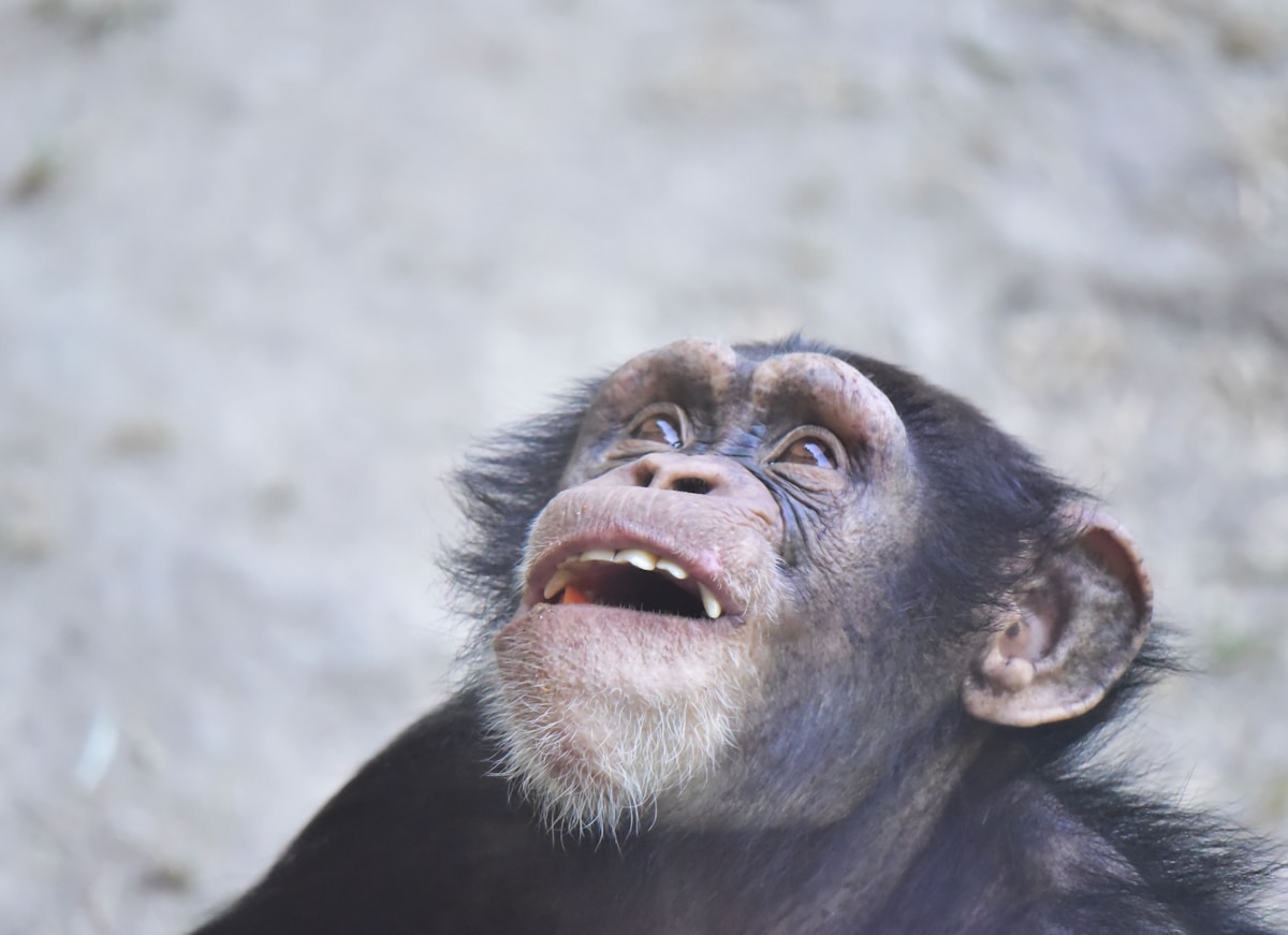 Apes Laugh Just Like Us and It Holds a Secret About How We Talk!