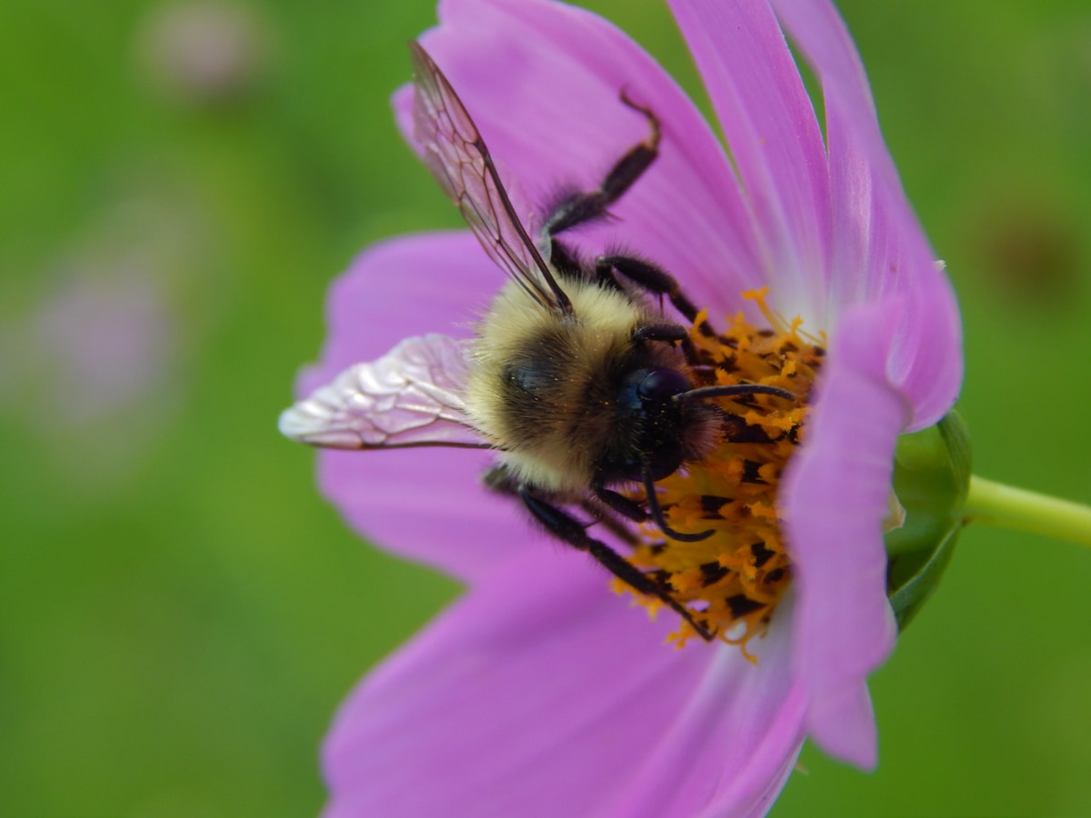 Super-Smart Bumblebees Just Outsmarted a Secret Science Puzzle!
