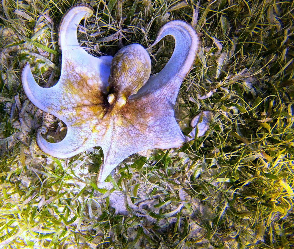 A Tiny Blue Octopus Has Just Been Discovered Deep in the Ocean!