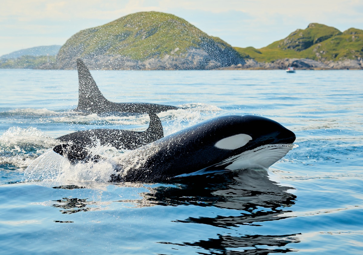 Magnificent Orcas Are Making Surprise Visits to the British Coast!
