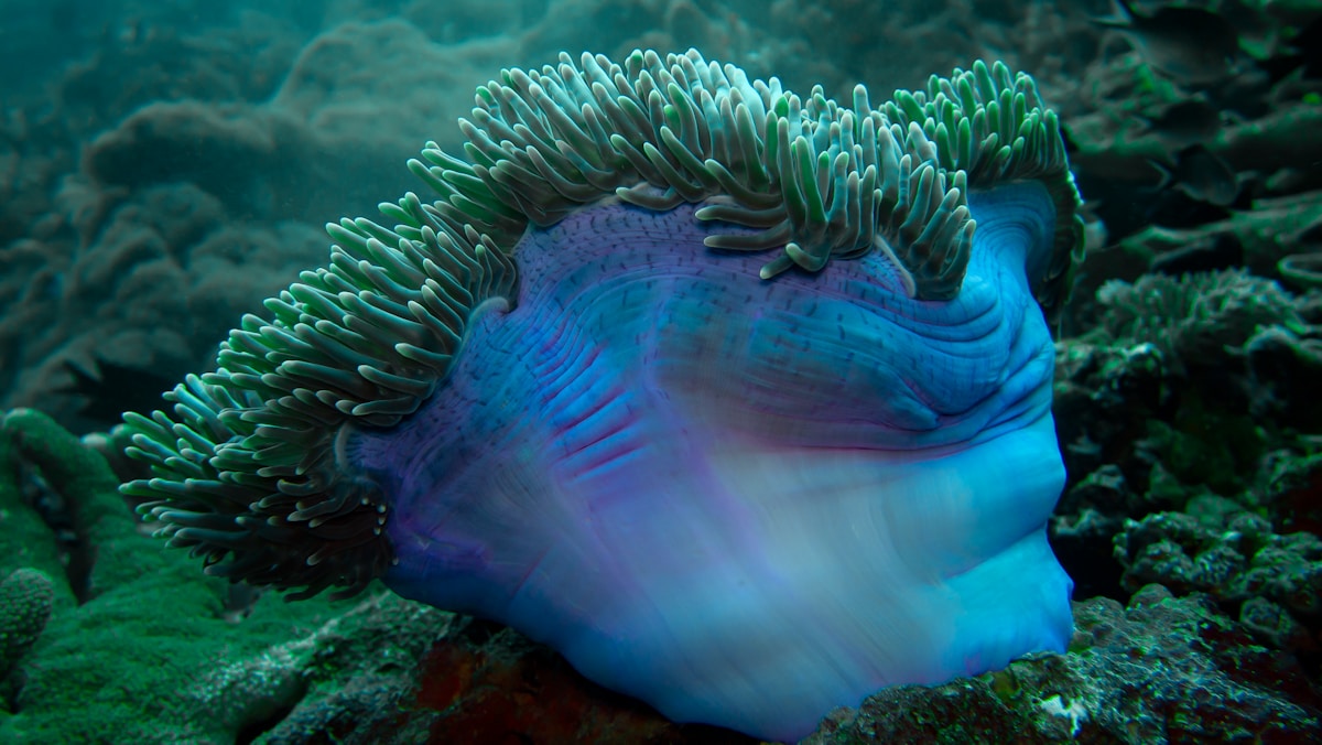 Sea Anemones Have a Secret Superpower to Fight Off Viruses!