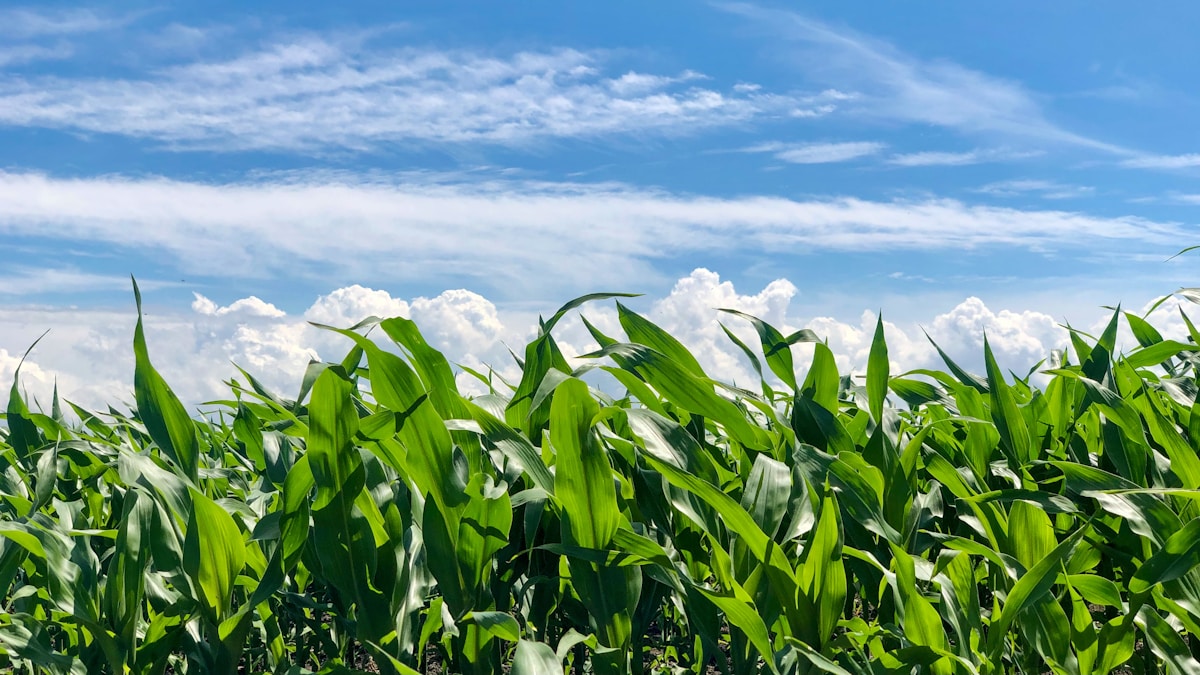 Gigantic Cornfields Are Actually Sweating to Beat the Summer Heat!