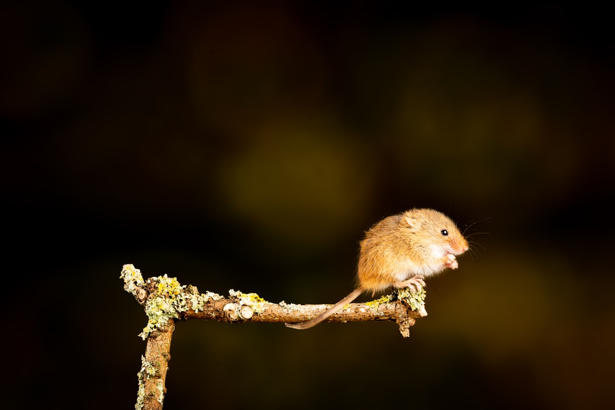 Tiny Singing Mice Use Secret Air Balloons to Belt Out Their Tunes!