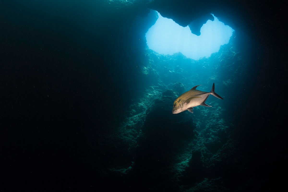 A Real-Life Ocean Monster Just Filmed Alive in the Deep Sea!